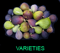 Fig variety information